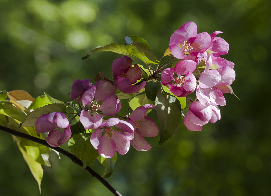 Изображение особи род Malus.