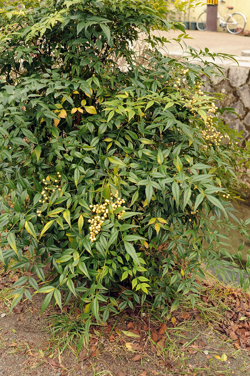 Изображение особи Nandina domestica.