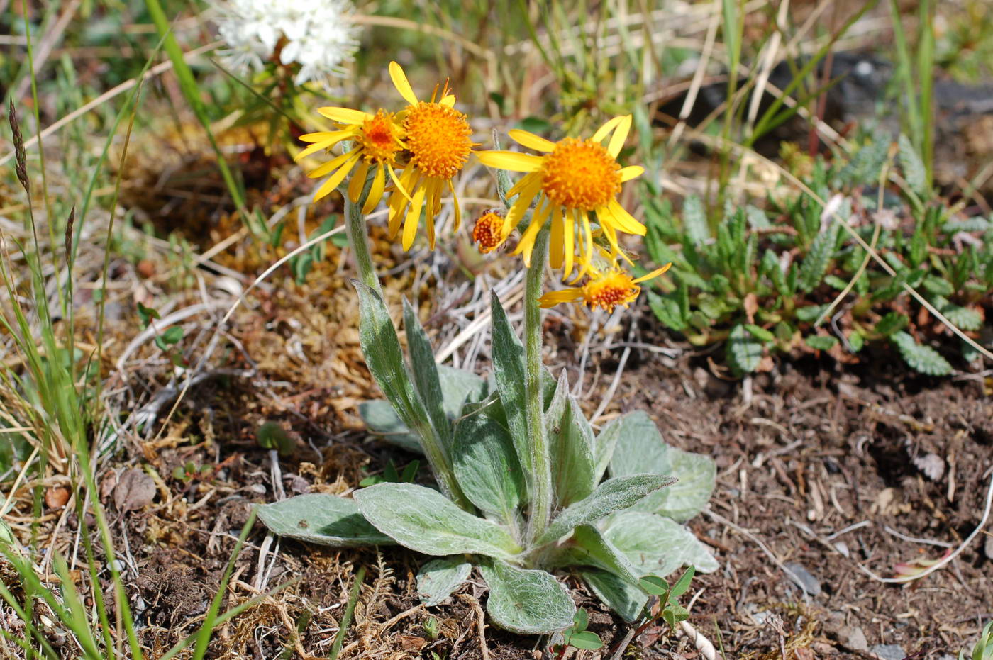 Изображение особи Tephroseris pseudoaurantiaca.