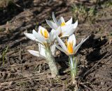 Crocus alatavicus