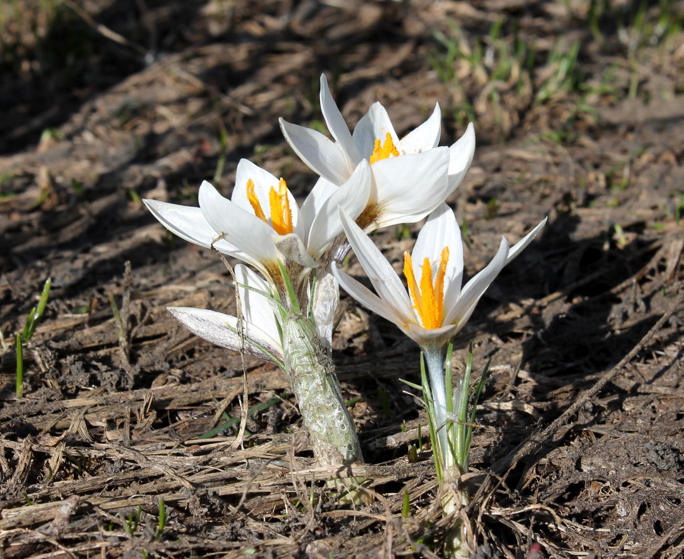 Изображение особи Crocus alatavicus.