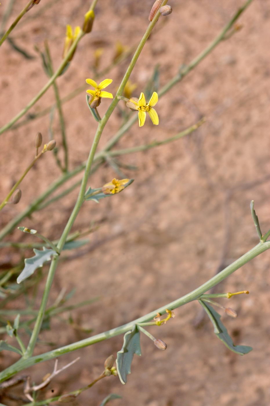 Image of Sisymbrium subspinescens specimen.