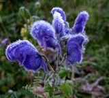 Aconitum paskoi