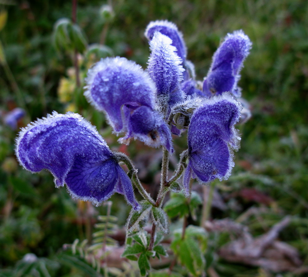 Изображение особи Aconitum paskoi.