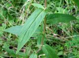 Inula japonica. Лист. Приморский край, окр. г. Артем, холм за частными домами южнее ул. Л. Толстого. 10.08.2019.