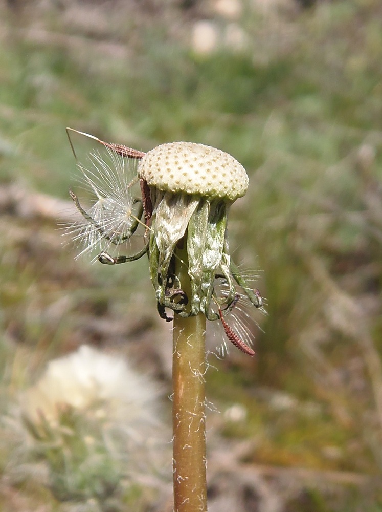 Изображение особи род Taraxacum.