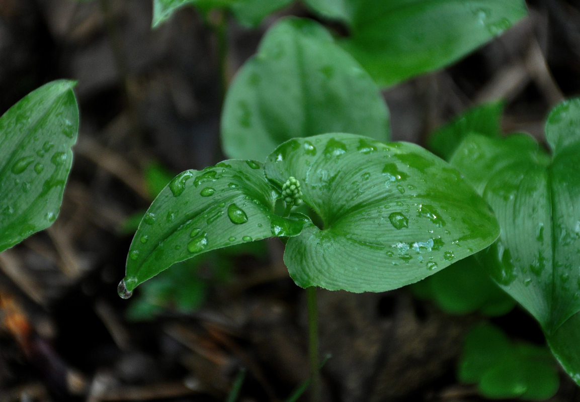 Image of Maianthemum bifolium specimen.