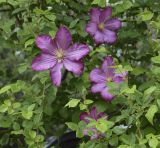 Clematis × jackmanii