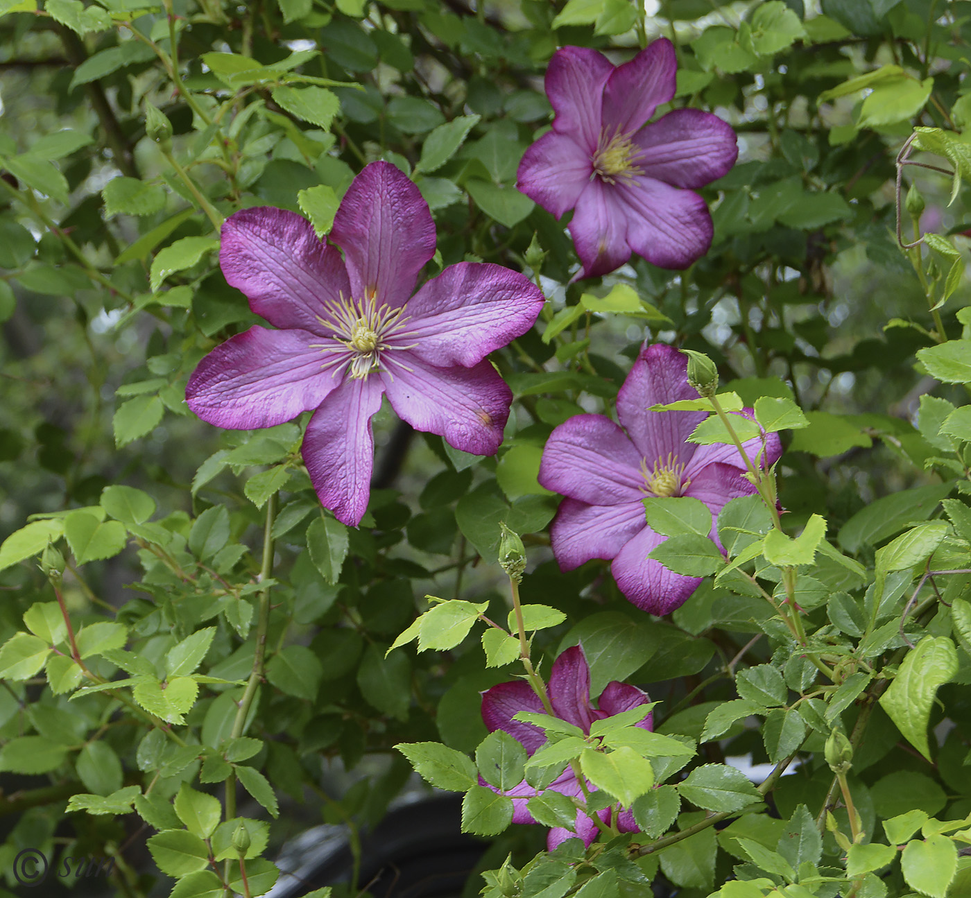 Изображение особи Clematis &times; jackmanii.