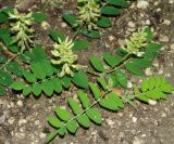 Astragalus glycyphyllos