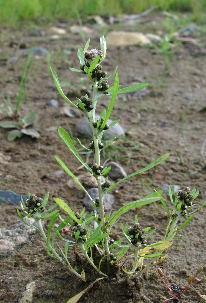 Image of Gnaphalium uliginosum specimen.