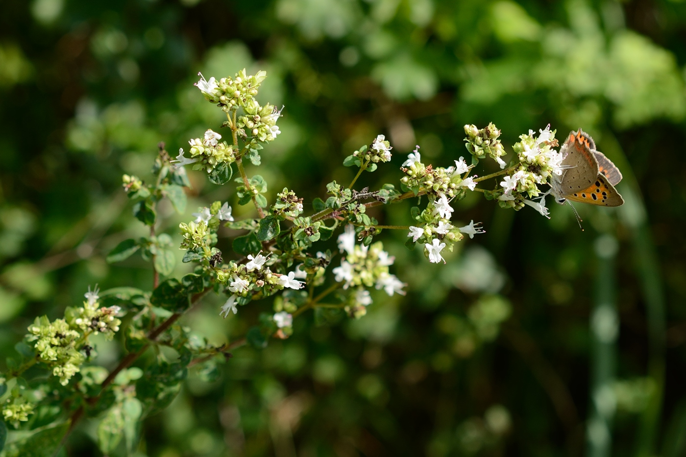 Image of Origanum vulgare ssp. viride specimen.