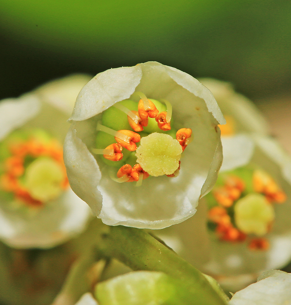 Image of Pyrola minor specimen.