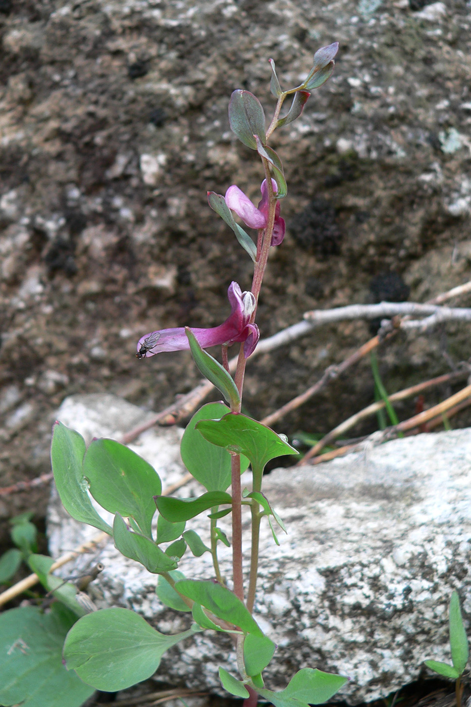 Изображение особи Corydalis ledebouriana.