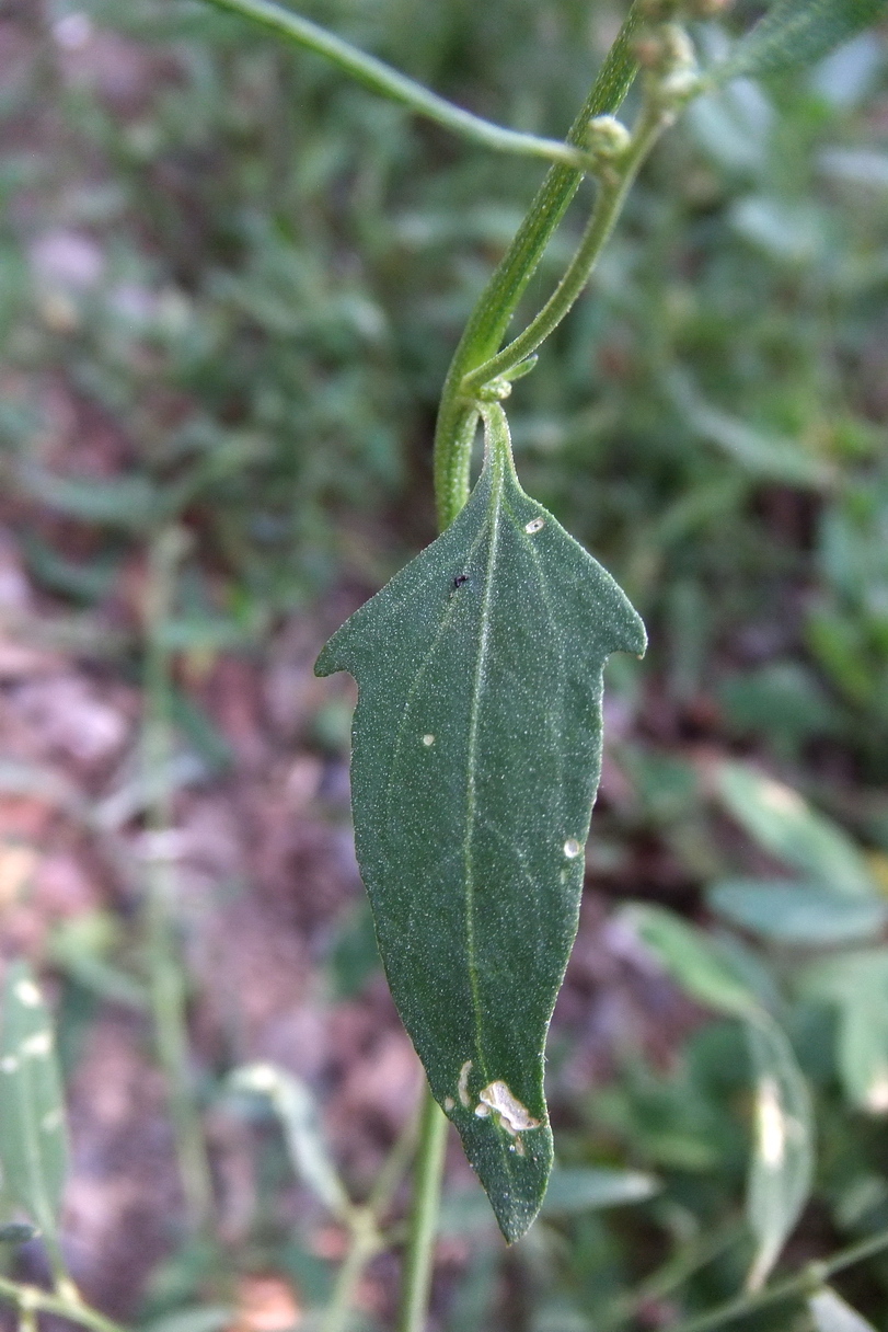 Изображение особи Atriplex patula.