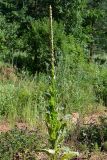 Verbascum thapsus