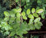 Mahonia aquifolium