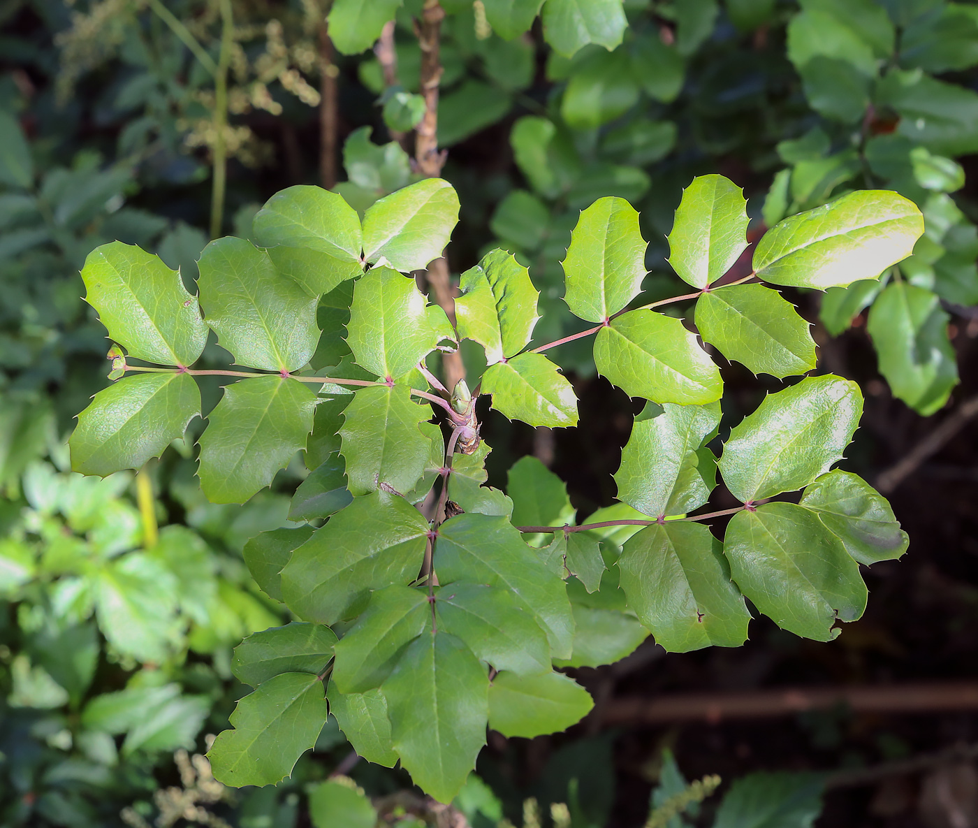 Image of Mahonia aquifolium specimen.