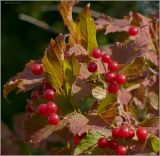 Viburnum opulus. Зрелые плоды. Чувашия, окр. г. Шумерля, Кумашкинский заказник, Соколова поляна. 9 сентября 2010 г.