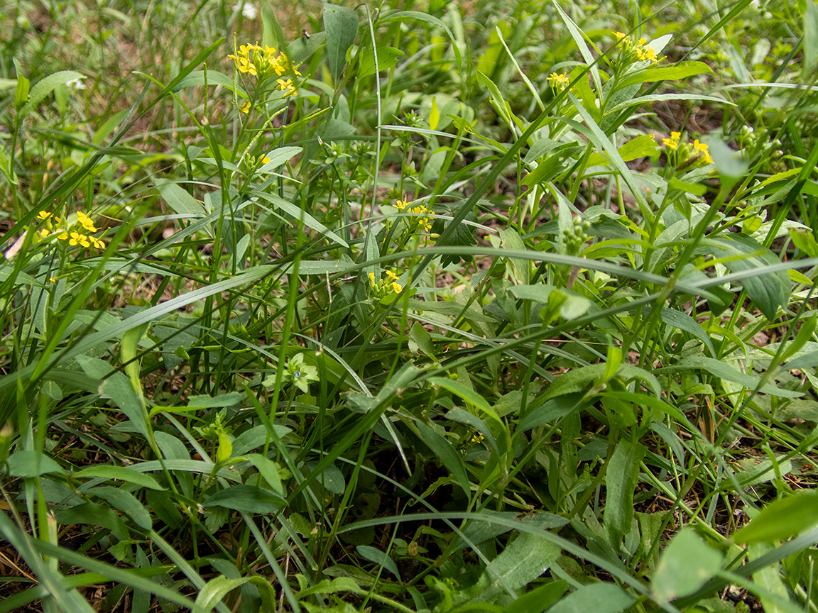 Image of Erysimum cheiranthoides specimen.