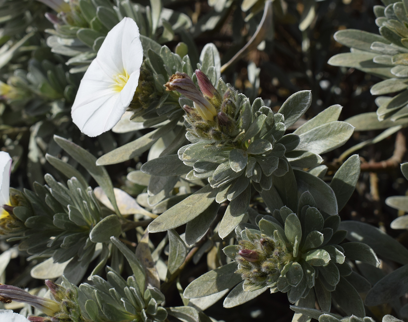 Изображение особи Convolvulus cneorum.