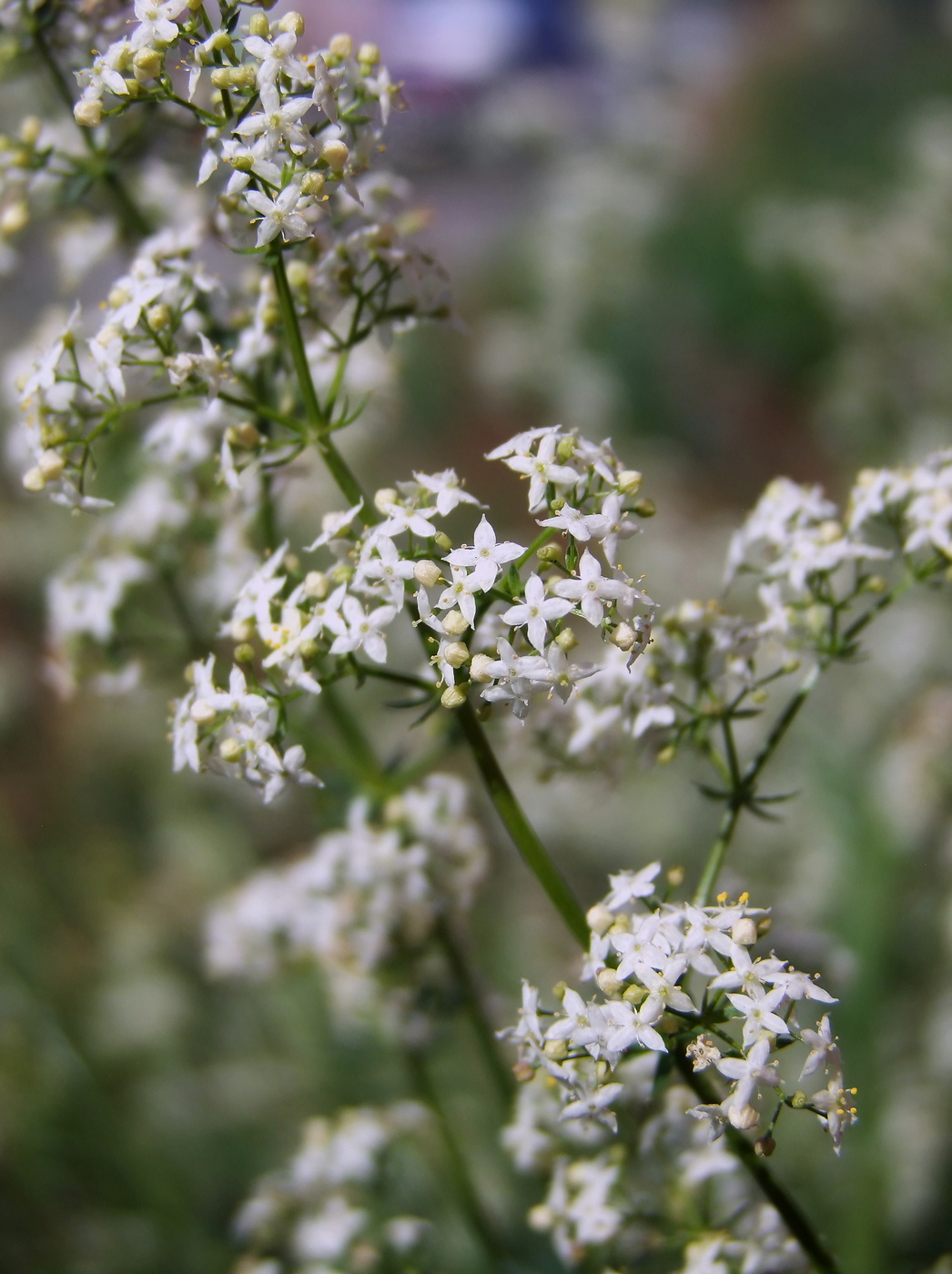 Изображение особи Galium mollugo.