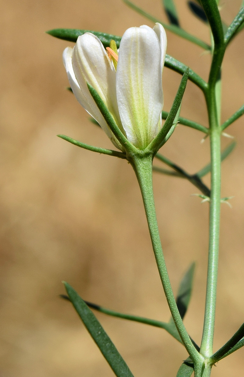 Image of Peganum harmala specimen.