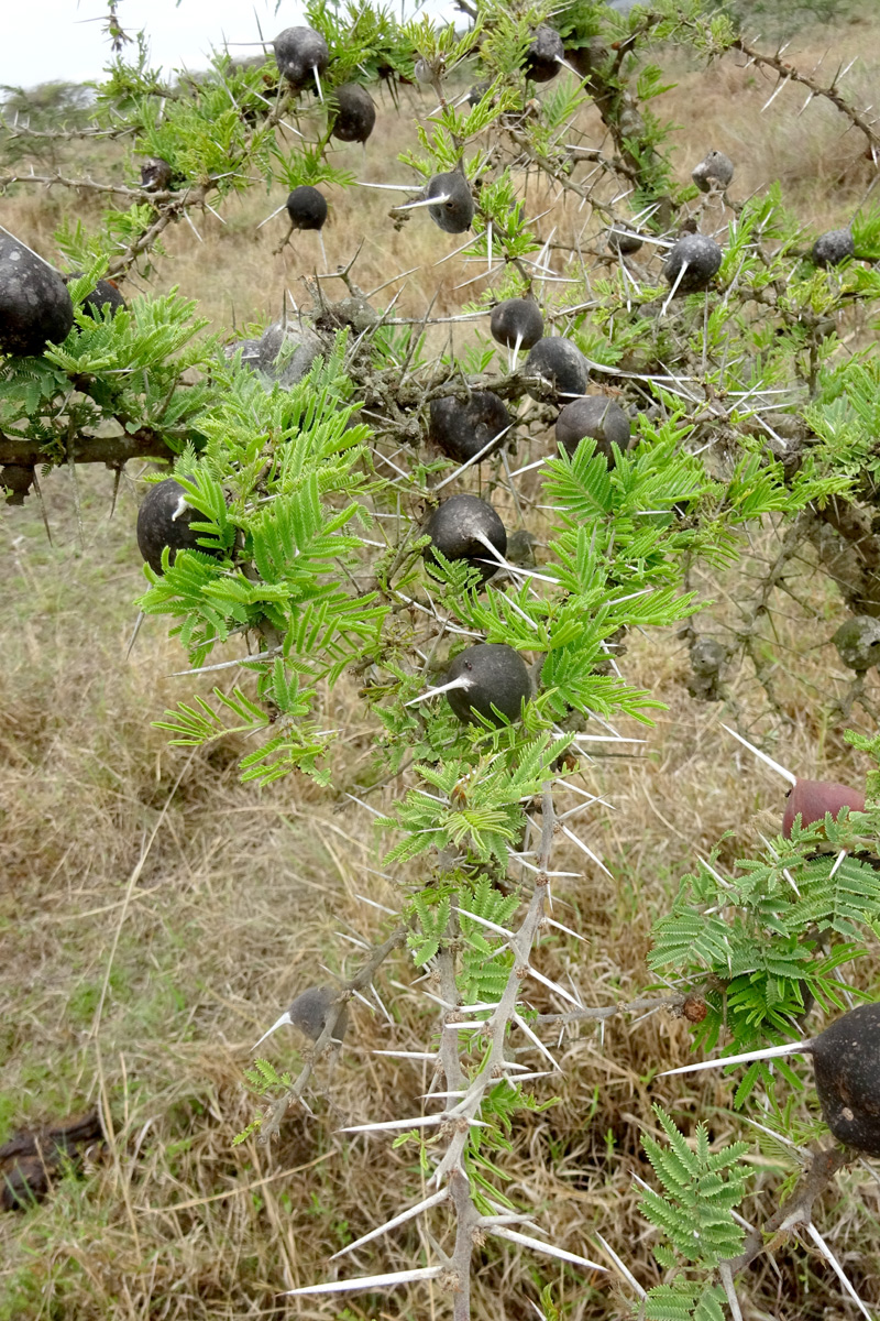 Изображение особи Vachellia drepanolobium.