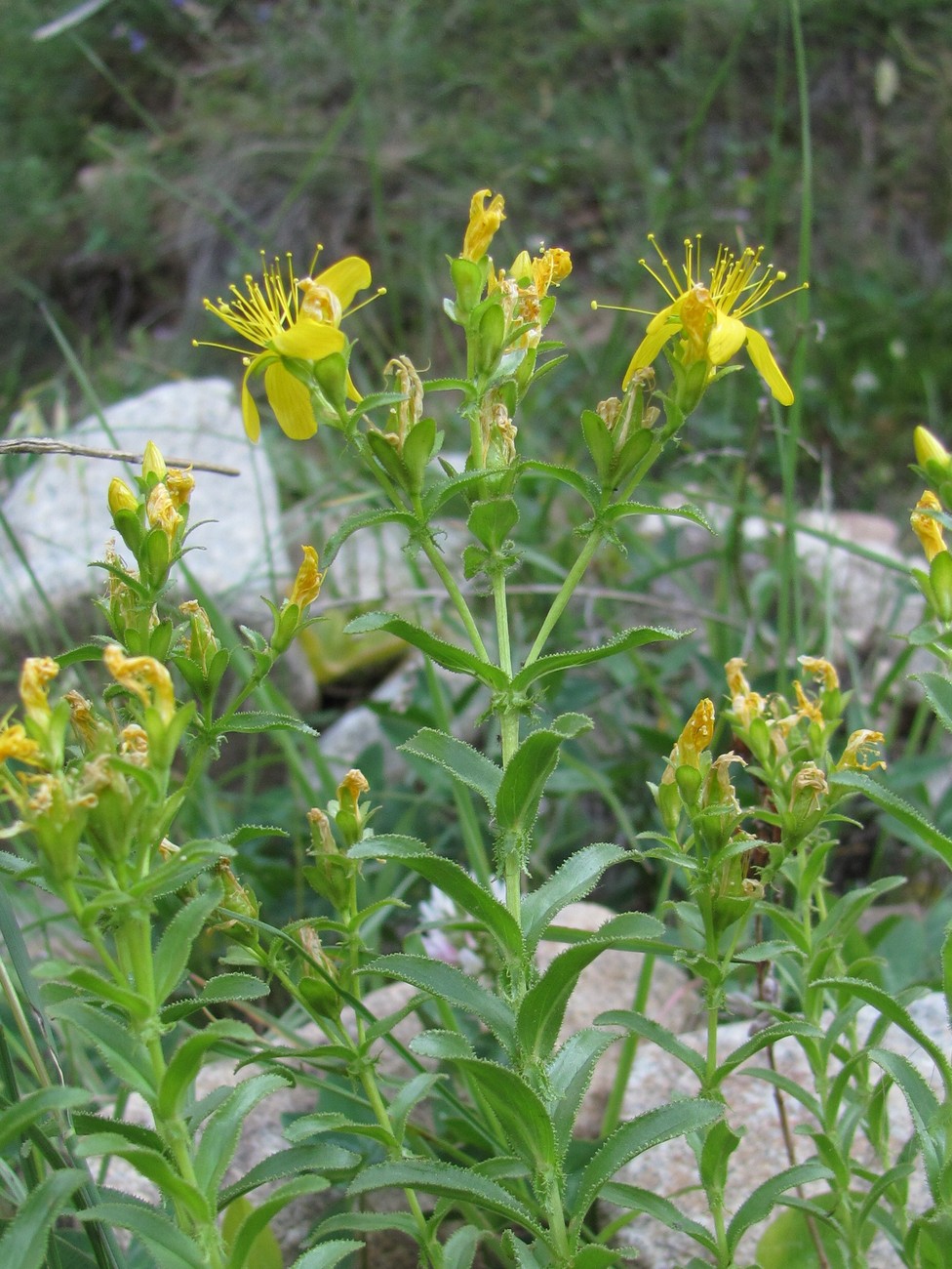 Изображение особи Hypericum orientale.