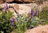 Iris glaucescens. Цветущие растения. Казахстан, Восточно-Казахстанская обл, река Кальджир, 4-е ущелье, плато над рекой. Начало мая 2013 г.