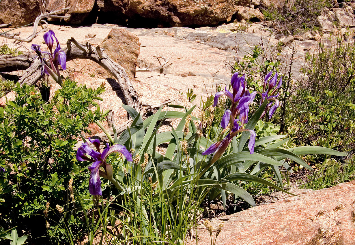 Image of Iris glaucescens specimen.