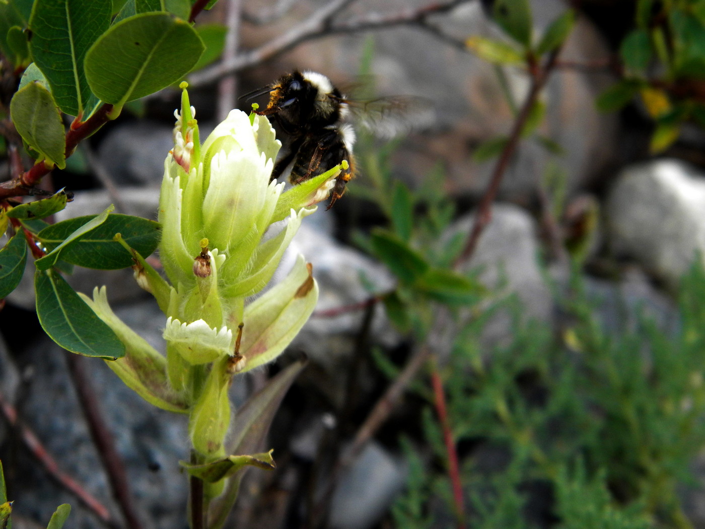 Image of Castilleja pallida specimen.