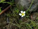 Ranunculus kauffmannii. Цветущее растение. Красноярский край, Тунгусско-Чунский р-н, Государственный природный заповедник \"Тунгусский\", пр. берег р. Подкаменная Тунгуска, влажный каменистый участок. 12.07.2018.