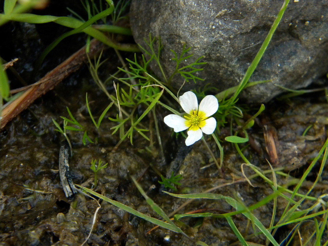 Image of Ranunculus kauffmannii specimen.