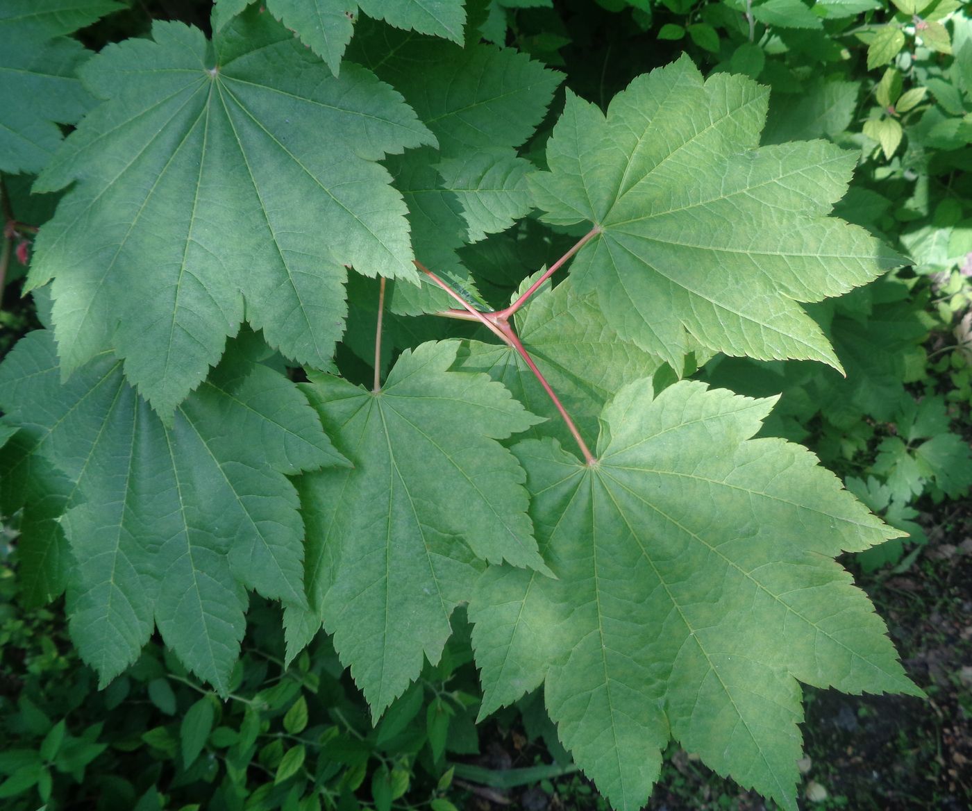 Image of Acer japonicum specimen.