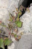 Geranium rotundifolium