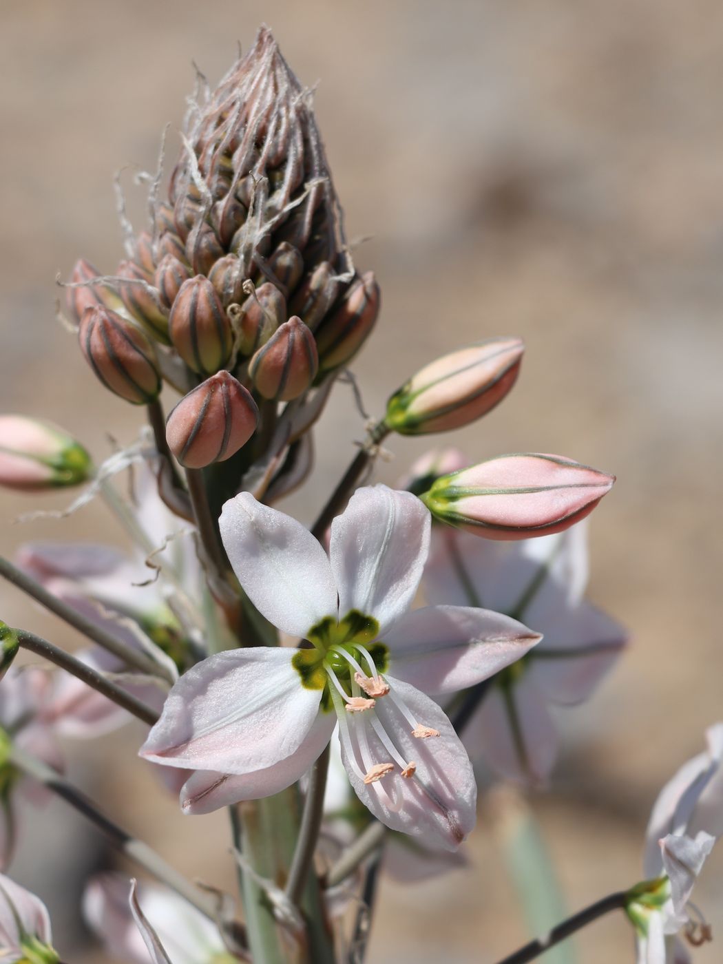 Изображение особи Eremurus korolkowii.