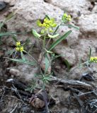 Meniocus linifolius. Цветущее и плодоносящее растение. Казахстан, Туркестанская обл., Сузакский р-н, Западная Бетпак-Дала, окр. пос. Кыземшек (бывш. Степной), равнинная полынно-боялычная пустыня, на песчаной почве. 28 апреля 2021 г.