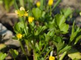 Ranunculus trachycarpus. Цветки и листья. Краснодарский край, Крымский р-н, окр. станицы Неберджаевская, ур. Темрючки, у небольшого постоянного озерка на дне заброшенного карьера, на обломках мергеля. 15.05.2021.