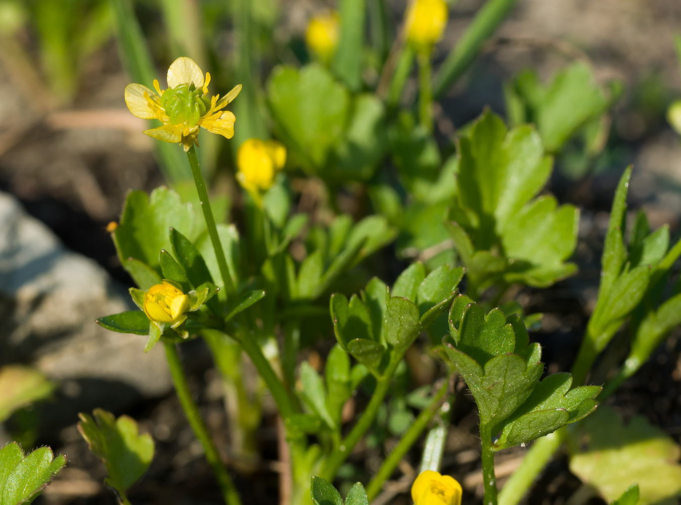 Изображение особи Ranunculus trachycarpus.