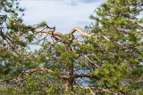 Pinus sylvestris. Вершина взрослого дерева. Мурманская обл., Кандалакшский р-н, северный склон Ивановой горы, хвойный лес (Picea, Pinus) с участием Betula, выс. 290 м н.у.м. 21.07.2020.