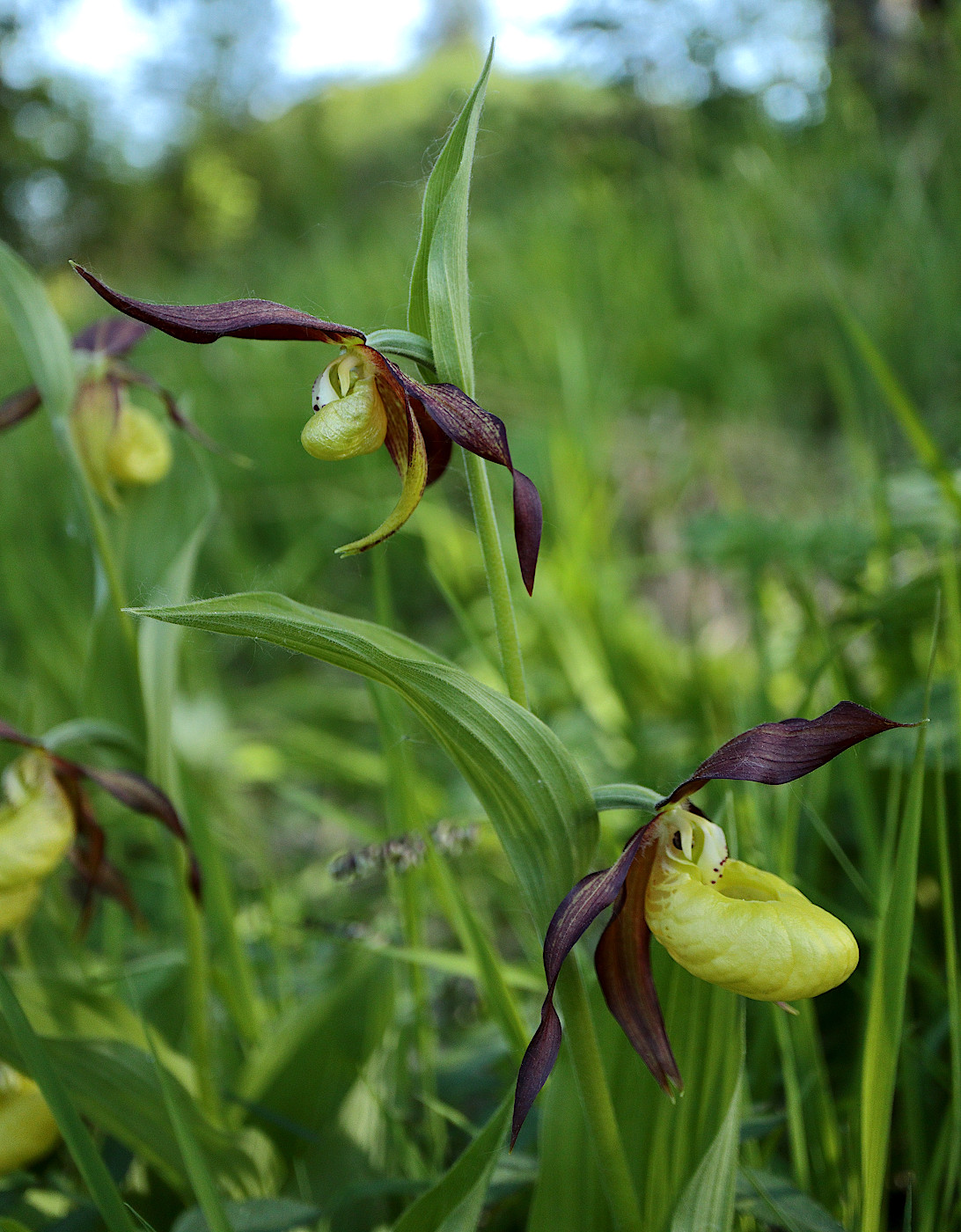 Image of Cypripedium calceolus specimen.