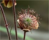 Geum rivale