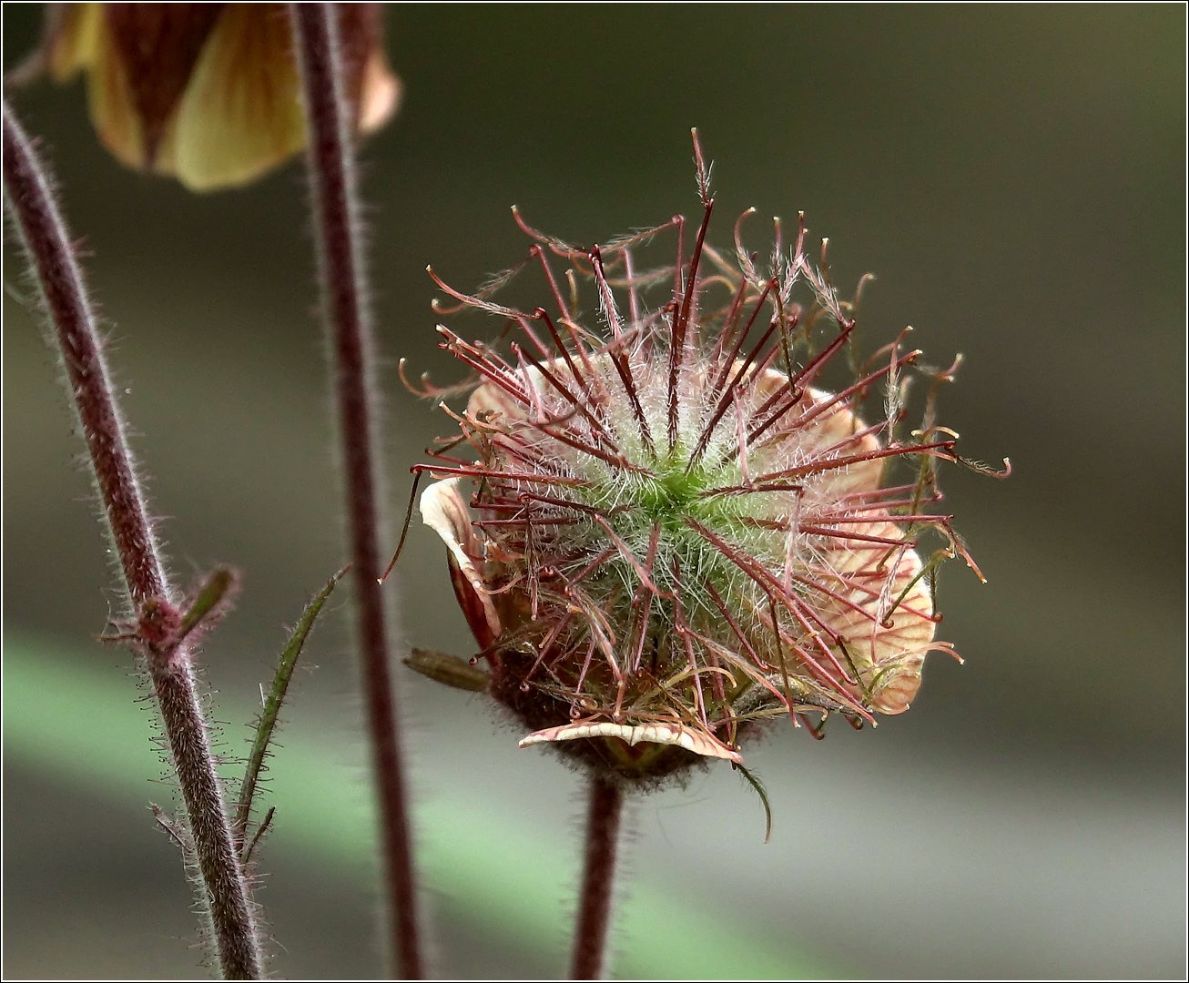 Image of Geum rivale specimen.