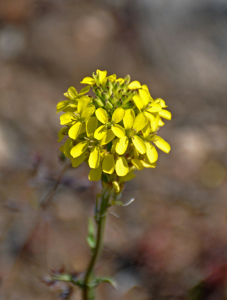 Image of Erysimum cuspidatum specimen.