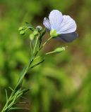 Linum amurense. Верхняя часть растения с цветком и бутонами. Приморский край, Октябрьский р-н, окр. с. Заречное, у подножия горы Сенькина Шапка с северной стороны, поляна в лесу. 27.06.2021.