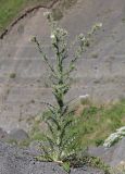 Cirsium echinus. Цветущее растение. Дагестан, Лакский р-н, окр. с. Шара, обнажение грунта на оползне. 22 июня 2021 г.