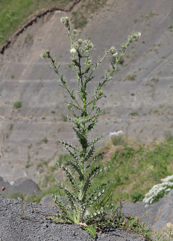 Изображение особи Cirsium echinus.