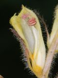 Orobanche crenata. Цветок в разрезе. Крым, Долгоруковская яйла, дубовый лес (паразитирует на Laserpitium hispidum). 18 июля 2021 г.