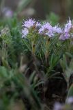 genus Thymus. Побеги с соцветиями. Крым, Караларский природный парк, окр. бухты Коровья, степь. 02.07.2021.